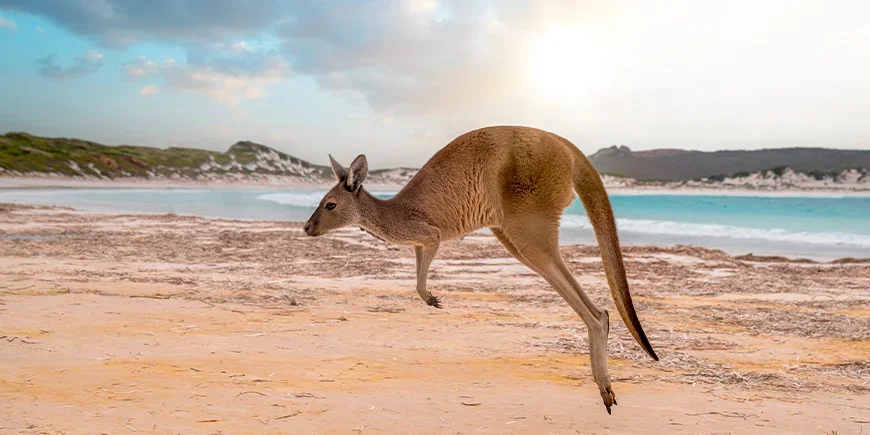 Hyppivä kenguru Kangaroo Islandilla, Australiassa