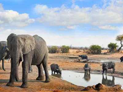 Norsut ja afrikanpuhvelit savannilla