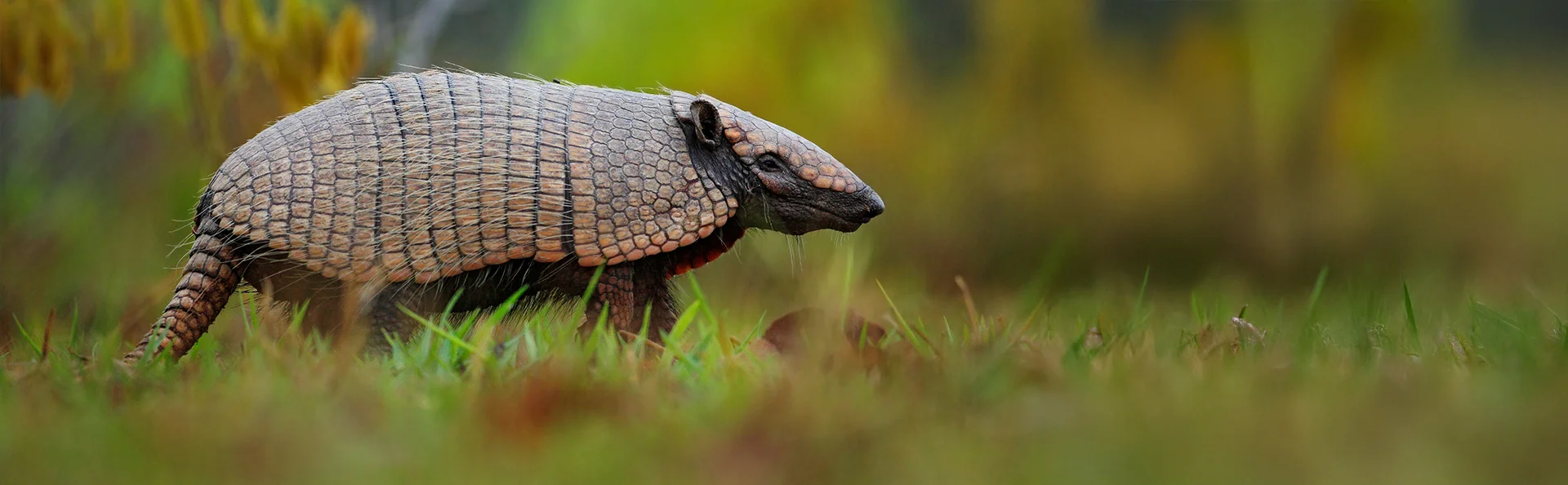 Eteläinen vyötiäinen (Cabassous unicinctus), Brasilia.