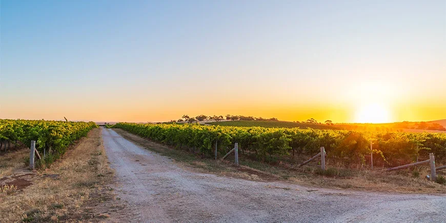 Auringonlasku viinitarhojen yllä Barossa Valleyssa Australiassa