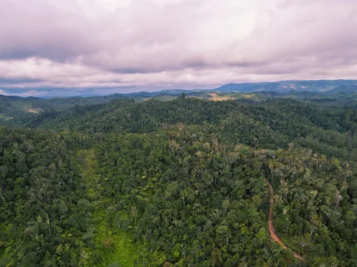 Rehevä sademetsä Andasibe-Mantadian kansallispuistossa Madagaskarilla