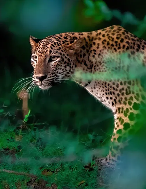 Lähikuva leopardista Sri Lankan rehevässä viidakossa