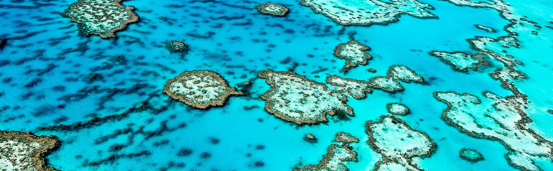 Great Barrier Reef Australian rannikon edustalla.