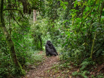 Gorilla seisoo Bwindin polulla Ugandassa