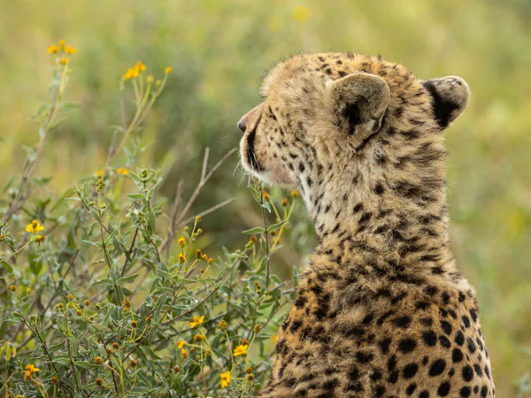 cheetah savannalla Tansaniassa