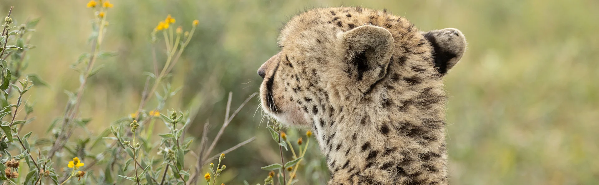 cheetah savannalla Tansaniassa