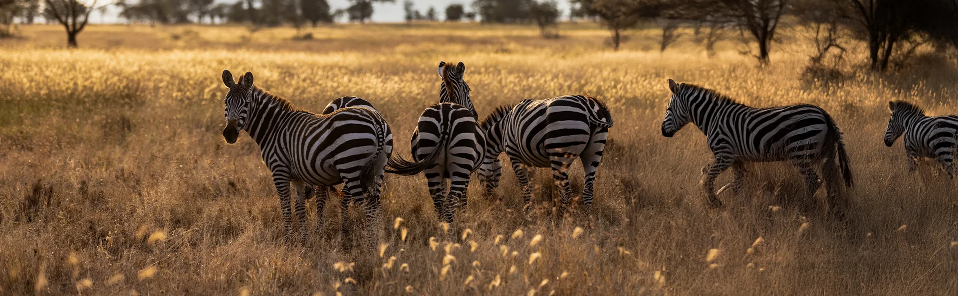 Seepralauma seisoo savannilla