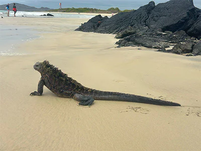 Iguaani Galápagossaarilla