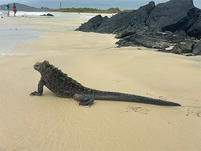 Iguaani Galápagossaarilla