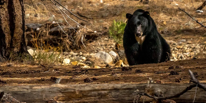 Mustakarhu Yosemiten kansallispuiston metsässä Yhdysvalloissa