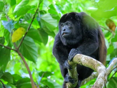 Murinapina istuu puussa Corcovadon kansallispuistossa Costa Ricassa
