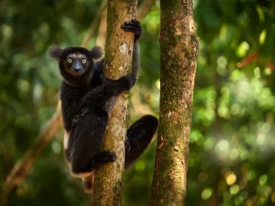 Indri-maki vehreissä maisemissa Madagaskarilla