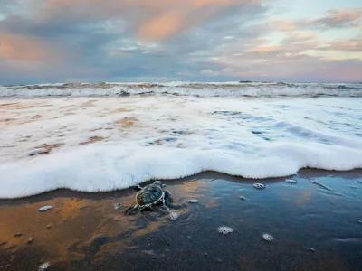 Merikilpikonna lähestyy merta Tortugueron kansallispuistossa Costa Ricassa