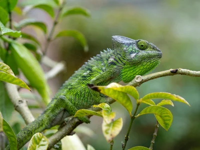 Furcifer verrucosus vehreissä maisemissa Madagaskarissa