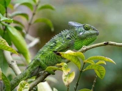 Furcifer verrucosus vehreissä maisemissa Madagaskarissa