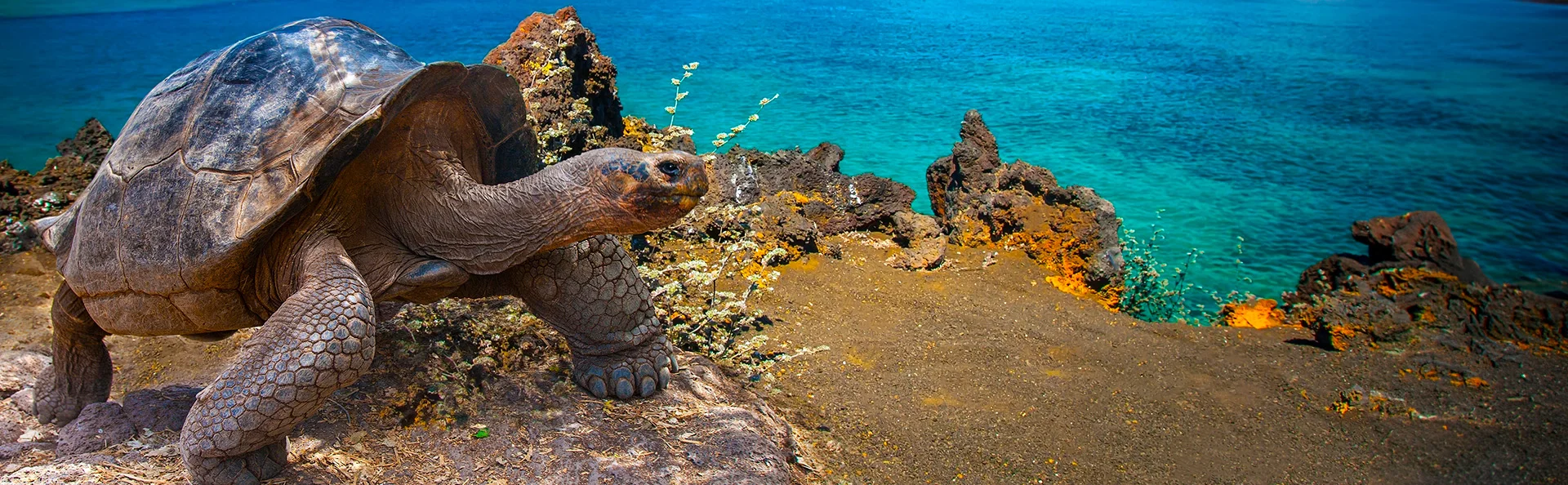 Jättikilpikonna, galapagoksenkilpikonna Galápagossaarilla, Ecuadorissa
