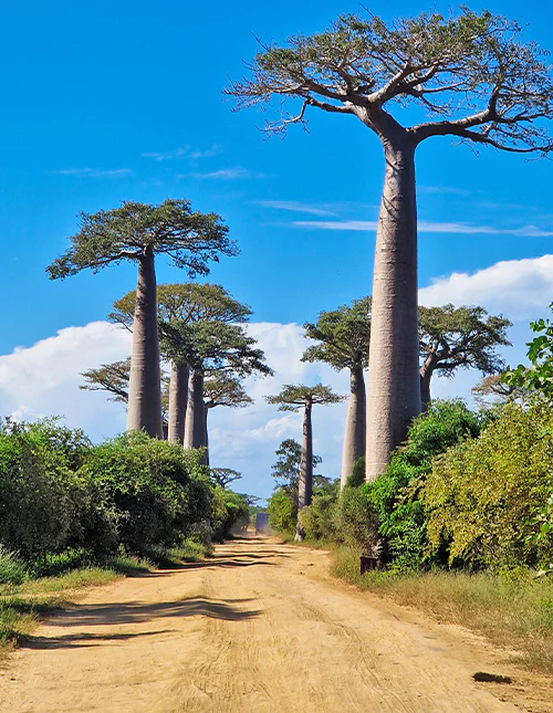 Apinanleipäpuukujanne Madagaskarissa