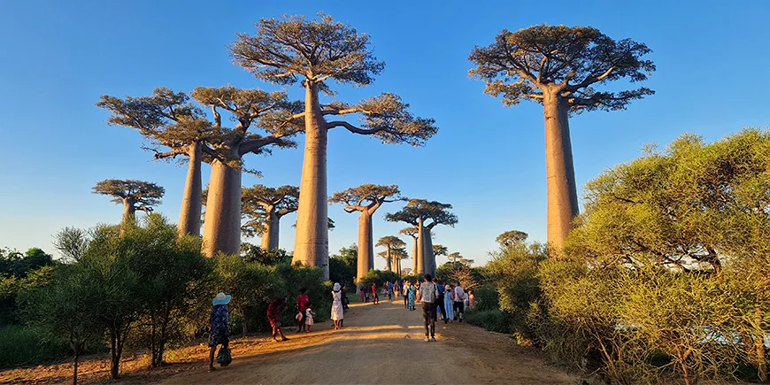 Baobab Alley Madagaskarilla aurinkoisena päivänä
