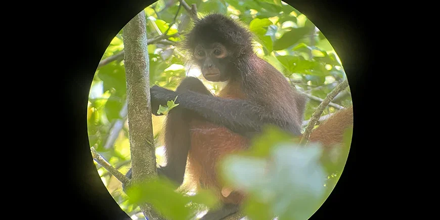 Hämähäkkiapina Corcovadossa, Costa Ricassa
