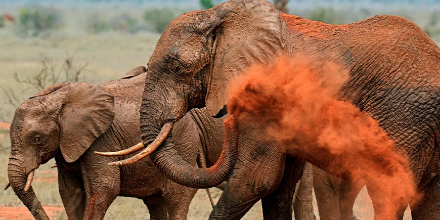 Elefantit punaisessa pölyssä Tsavo Eastin kansallispuistossa Keniassa