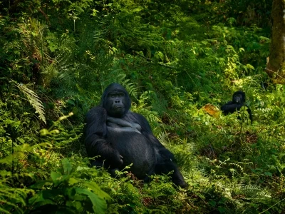 Kaksi gorillaa katsoo suoraan kameraan Ugandassa sijaitsevassa Bwindi Impenetrable -kansallispuistossa.