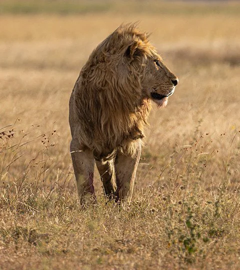 Leijona seisoo kultaisella savannilla