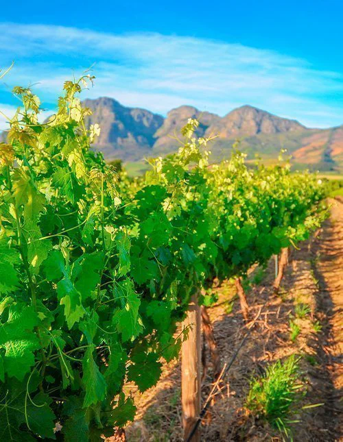 Vihreä viinitarha sinisen taivaan alla, taustalla vuoria.