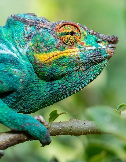 Pantterikameleontti lähellä Andasibe-Mantadian kansallispuistoa Madagaskarilla