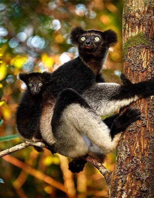 Maki poikasen kanssa tarrautuu puunrunkoon Madagaskarilla